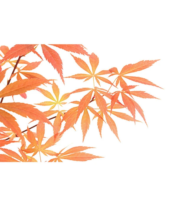 Outdoor-Bonsai Roter FĂ€cherahorn - Acer Palmatum 'Atropurpureum' â Bild 2