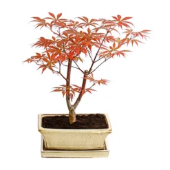 Outdoor-Bonsai Roter Fächerahorn - Acer Palmatum 'Atropurpureum'