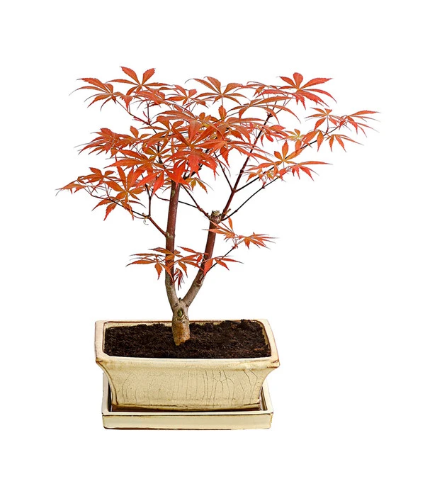 Outdoor-Bonsai Roter FĂ€cherahorn - Acer Palmatum 'Atropurpureum'
