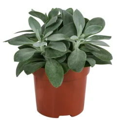 Kreuzkraut - Senecio Cephalophorus