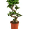 Chinesische Feige - Ficus Microcarpa 'Ginseng'