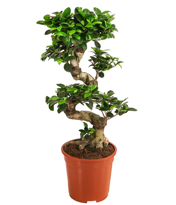 Chinesische Feige - Ficus Microcarpa 'Ginseng'