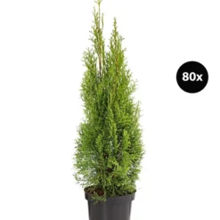 24 Meter Lebensbaum 'Smaragd', 80 X Ca. 60-80 Cm