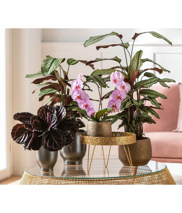 Korbmarante - Calathea 'Whitestar' – Bild 2