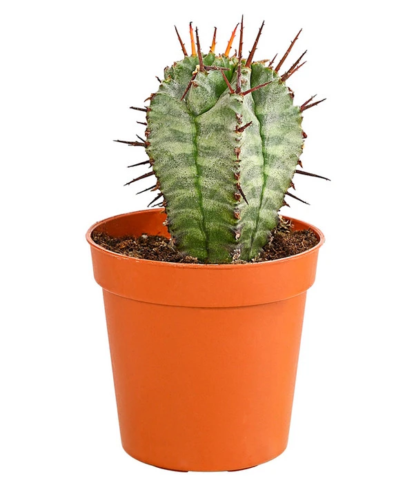 Kaktus - Cactaceae, Verschiedene Sorten – Bild 2