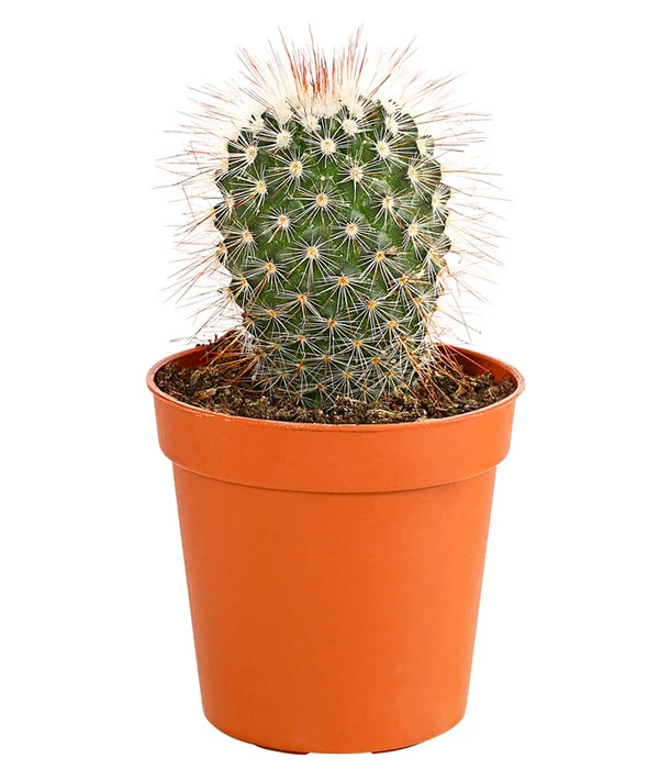 Kaktus - Cactaceae, Verschiedene Sorten – Bild 3