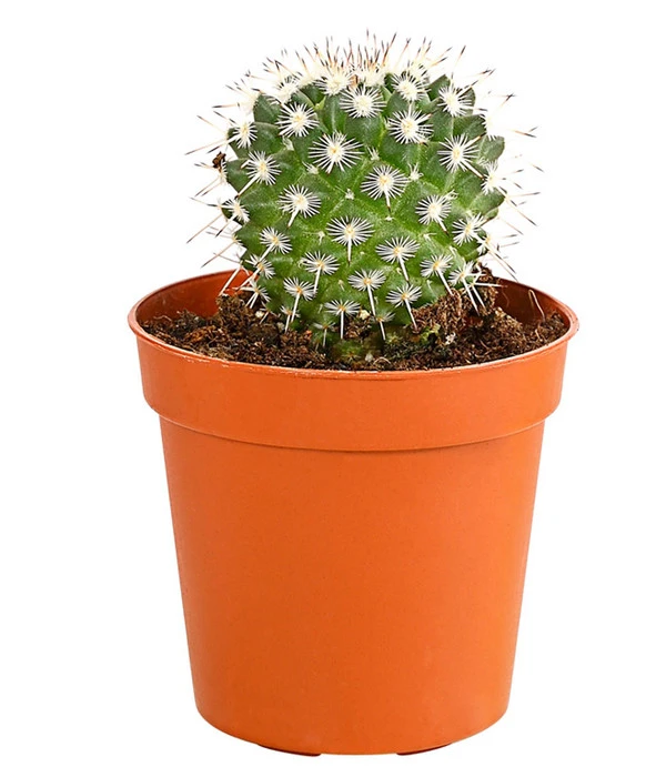 Kaktus - Cactaceae, Verschiedene Sorten – Bild 4