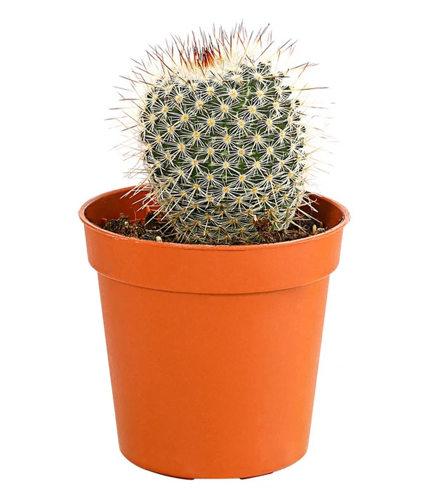 Kaktus - Cactaceae, Verschiedene Sorten – Bild 6