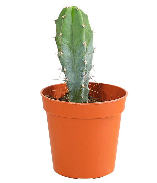 Kaktus - Cactaceae, Verschiedene Sorten – Bild 7