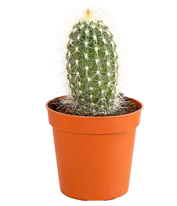 Kaktus - Cactaceae, Verschiedene Sorten – Bild 8