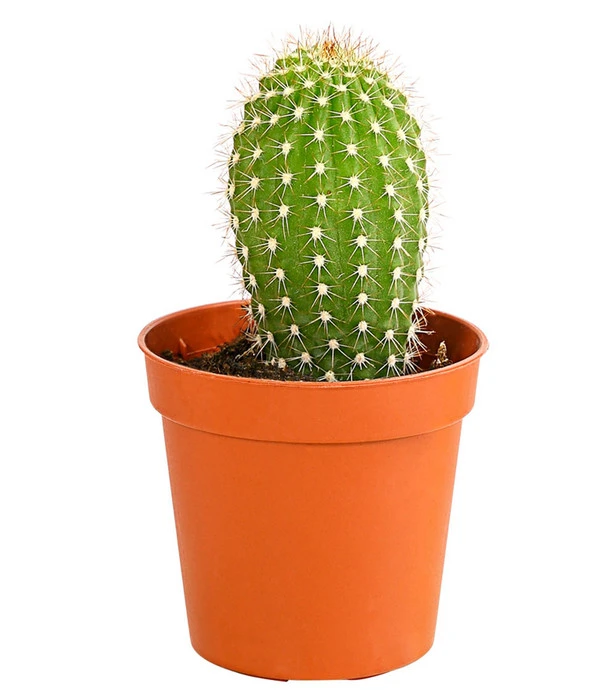 Kaktus - Cactaceae, Verschiedene Sorten – Bild 9