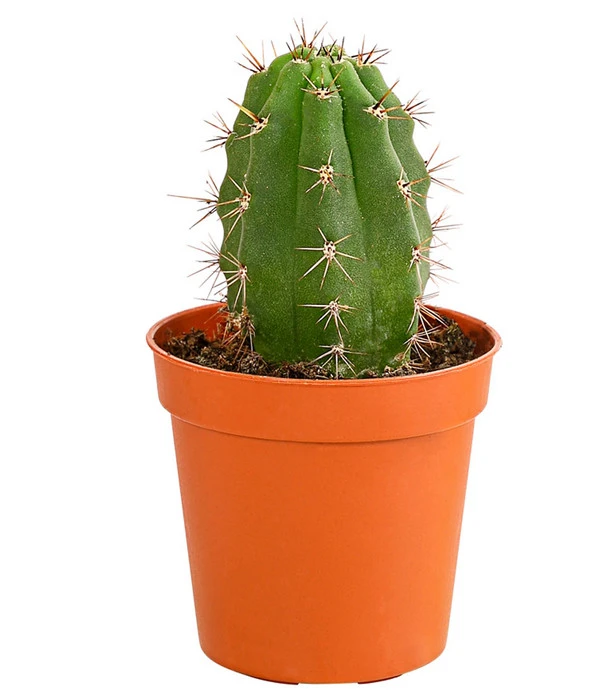 Kaktus - Cactaceae, Verschiedene Sorten – Bild 10