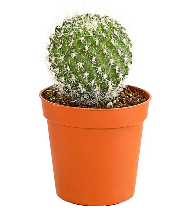 Kaktus - Cactaceae, Verschiedene Sorten – Bild 11