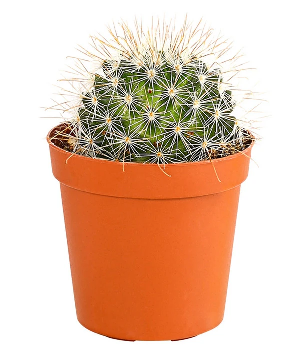 Kaktus - Cactaceae, Verschiedene Sorten – Bild 12