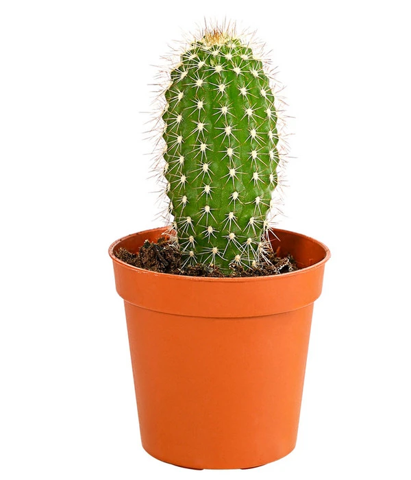 Kaktus - Cactaceae, Verschiedene Sorten – Bild 13