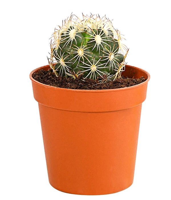 Kaktus - Cactaceae, Verschiedene Sorten – Bild 14