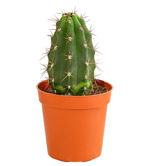 Kaktus - Cactaceae, Verschiedene Sorten – Bild 16