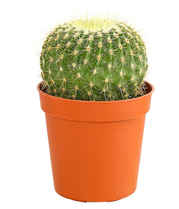 Kaktus - Cactaceae, Verschiedene Sorten – Bild 17