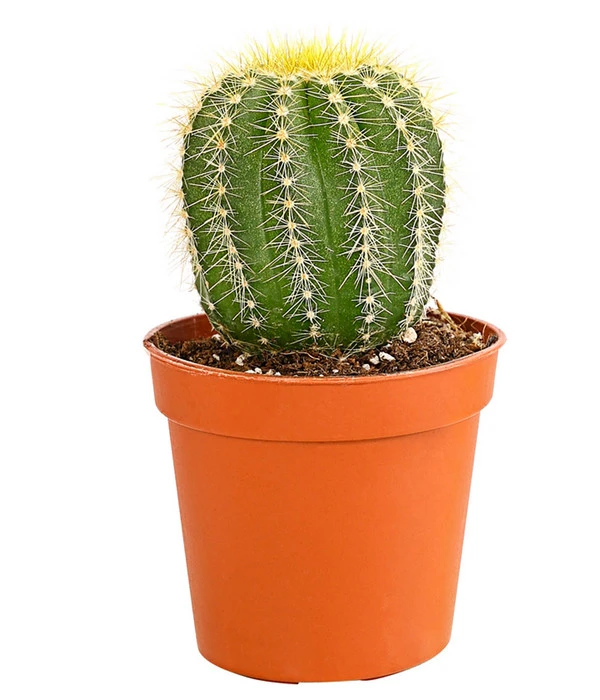 Kaktus - Cactaceae, Verschiedene Sorten – Bild 18