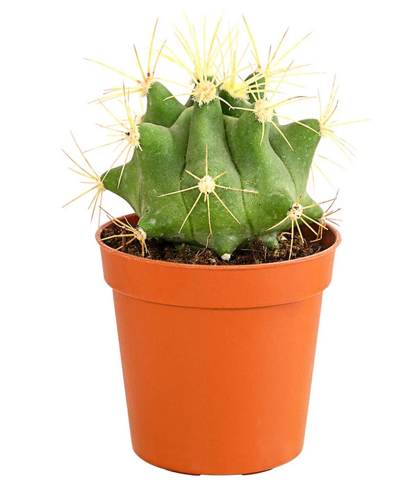 Kaktus - Cactaceae, Verschiedene Sorten – Bild 20