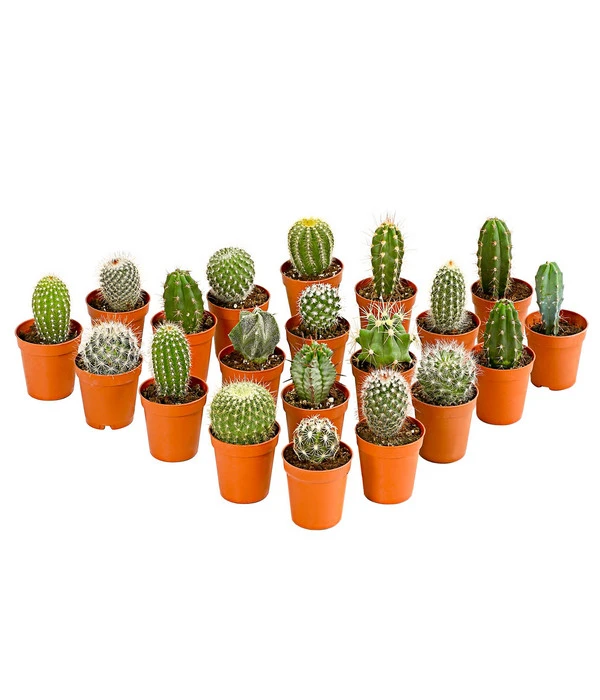 Kaktus - Cactaceae, Verschiedene Sorten