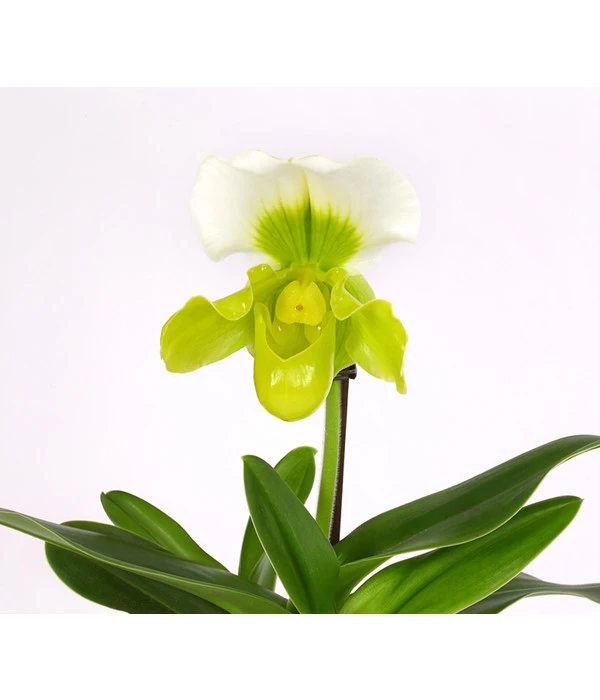 Frauenschuh - Paphiopedilum Complex Hybride – Bild 2