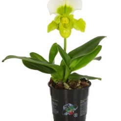 Frauenschuh - Paphiopedilum Complex Hybride