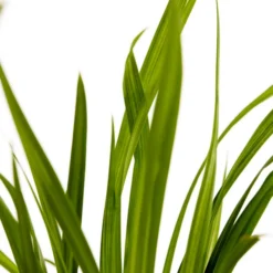 Hängende Segge - Riesen-Segge