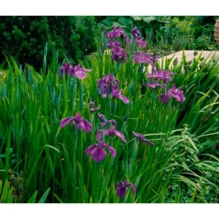 Wasserschwertlilie - Japanische Sumpf-Schwertlilie