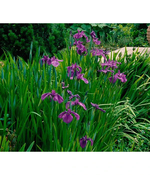 Wasserschwertlilie - Japanische Sumpf-Schwertlilie