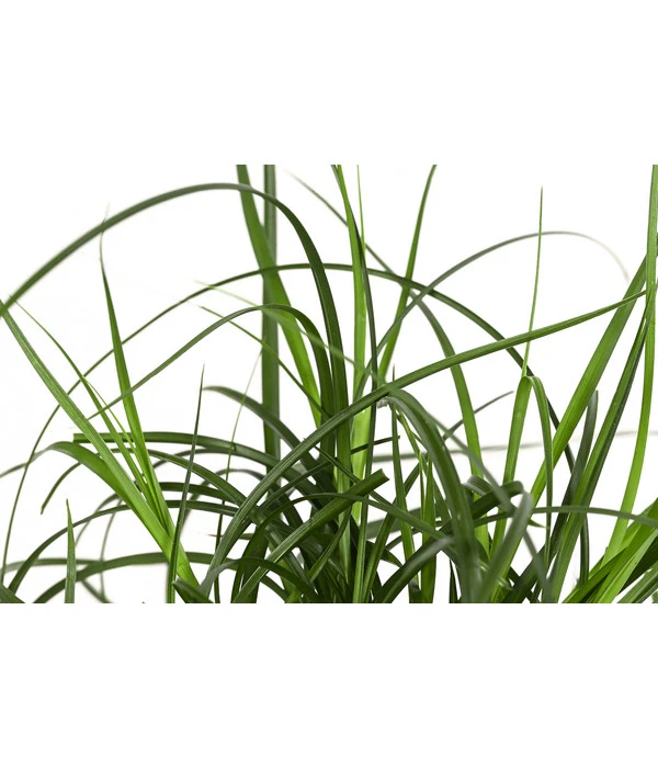 Westfälische Segge – Bild 3