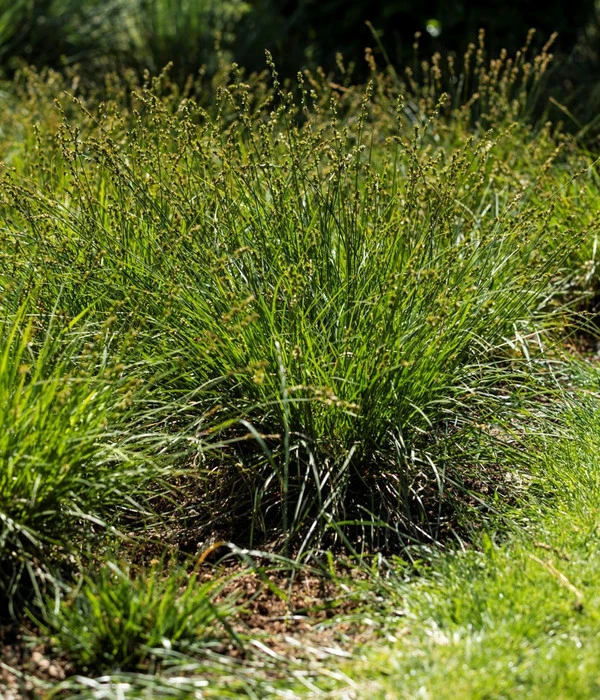 Westfälische Segge – Bild 2