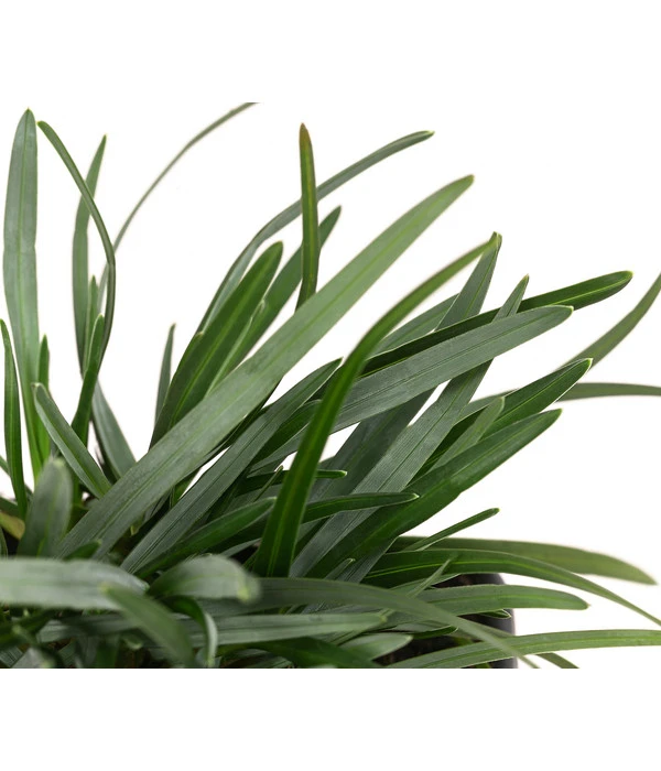 Moor-Blaugras – Bild 3