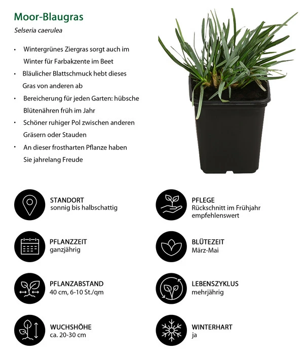 Moor-Blaugras – Bild 2