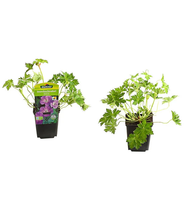 Storchschnabel 'Rozanne®' – Bild 2