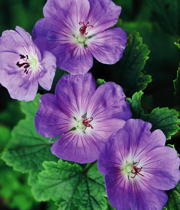 Storchschnabel 'Rozanne®' – Bild 4