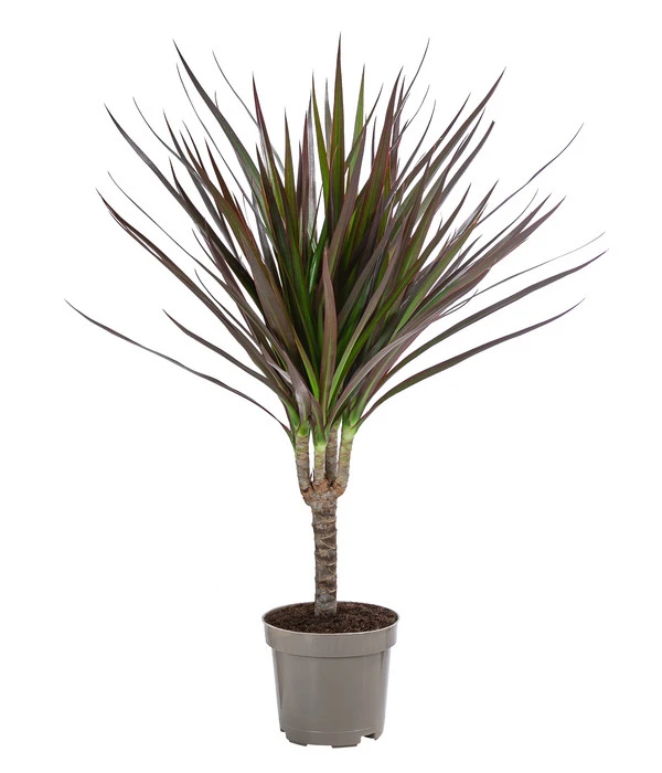 Zimmerpflanzen-Set Drachenhöhle, 4-teilig – Bild 5