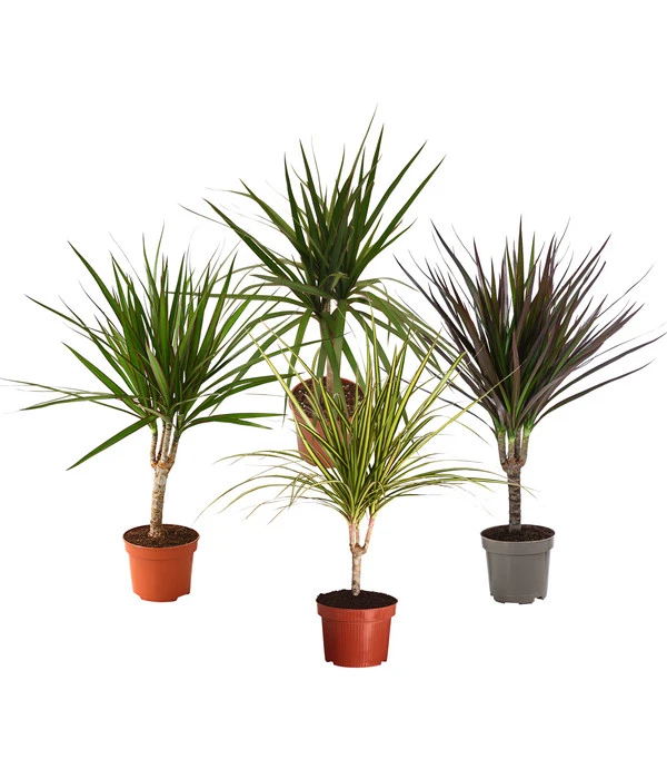 Zimmerpflanzen-Set Drachenhöhle, 4-teilig