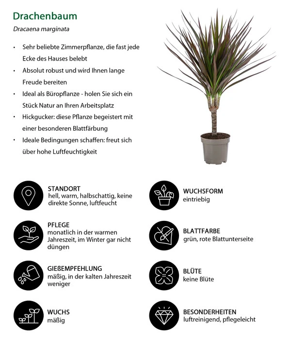 Zimmerpflanzen-Set Drachenhöhle, 4-teilig – Bild 9