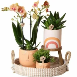 Pflanzen-Arrangement Happy Face, 8-teilig