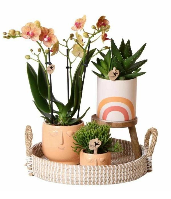 Pflanzen-Arrangement Happy Face, 8-teilig