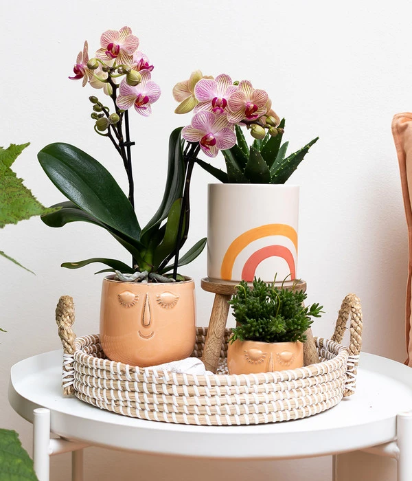 Pflanzen-Arrangement Happy Face, 8-teilig – Bild 2