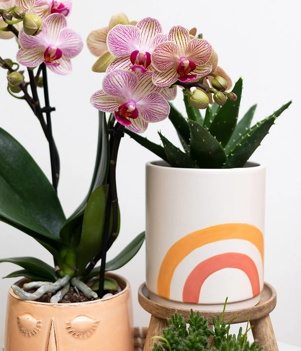 Pflanzen-Arrangement Happy Face, 8-teilig – Bild 3