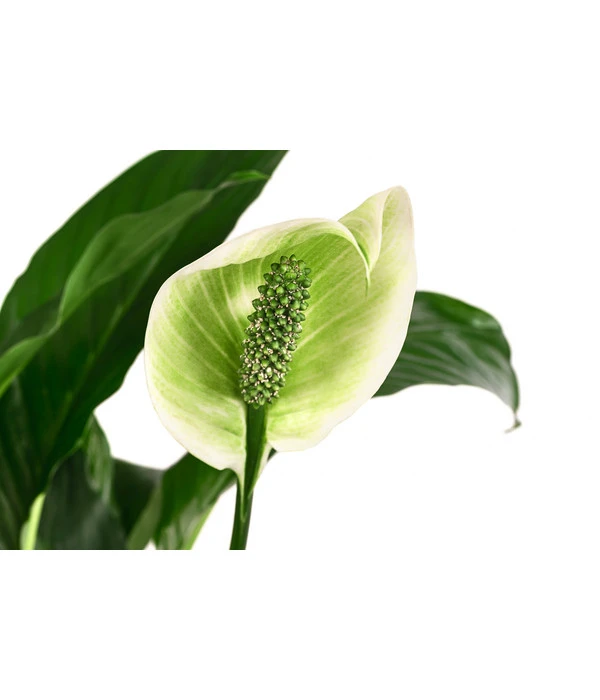 Einblatt - Spathiphyllum 'Mont Blanc', Hydrokultur – Bild 2