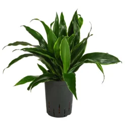 Drachenbaum - Dracaena Fragrans 'Arturo', Hydrokultur