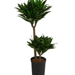 Drachenbaum - Dracaena Compacta, Hydrokultur