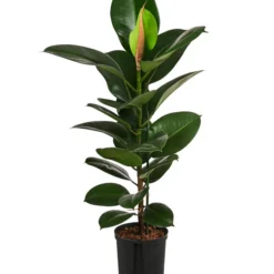 Gummibaum - Ficus Elastica 'Robusta', Hydrokultur