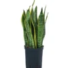 Bogenhanf - Sansevieria Trifasciata Var. Laurentii, Hydrokultur