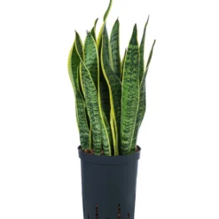 Bogenhanf - Sansevieria Trifasciata Var. Laurentii, Hydrokultur