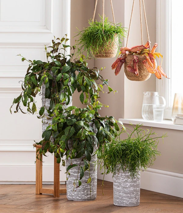 Kannenpflanze - Nepenthes 'Miranda' – Bild 2